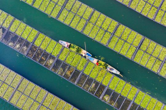 HANGZHOU, CHINA - DECEMBER 06: Aerial view of workers growing water celery (oenanthe javanica) on ecological floating be