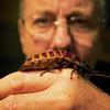 Whipsnade ZOO, Bedfordshire, prezentacija siktajućeg madagaskarskog žohara