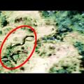 Snimljena najveća zmija na svijetu