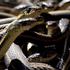 Parenje zmija u Narcisse Snake Densu u Kanadi