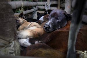 Trgovina psećim mesom na Baliju