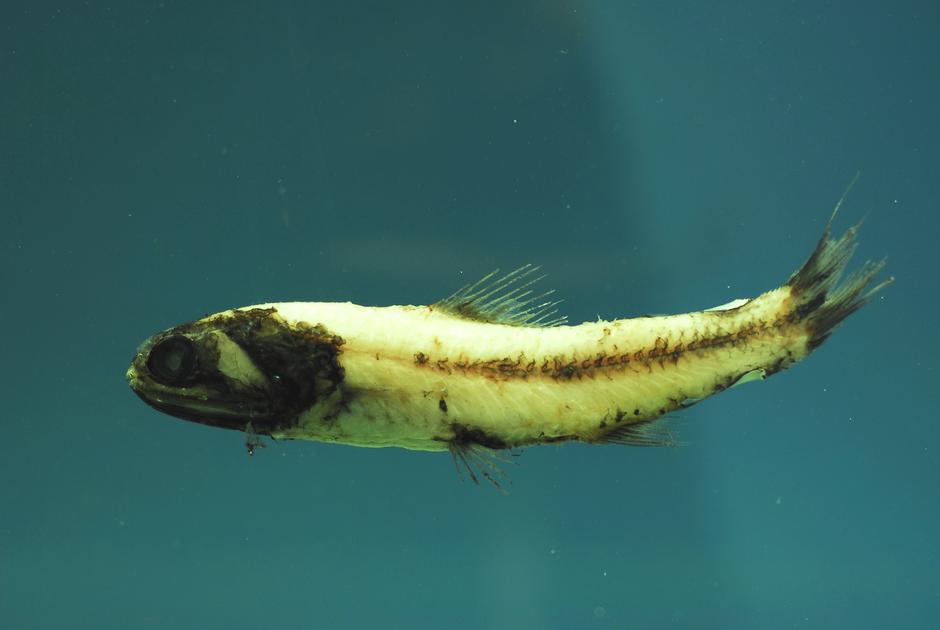 Svjetlucava žaboglavka - riba iz morskih dubina | Author: Wikipedia