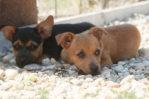 Psi iz azila u Koprivnici