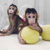 Klonirani majmunčići