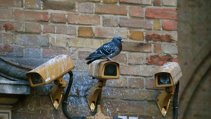 Nadzorne kamere s golubom
