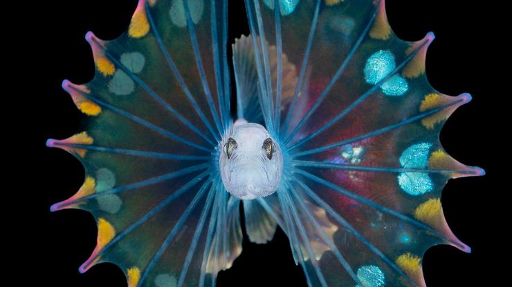 These tiny sea creatures look like they belong on another planet