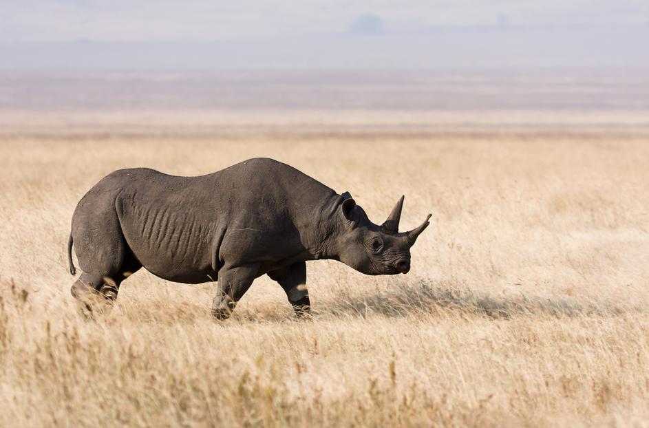 Rog nosoroga vrijedi i do 60.000 dolara