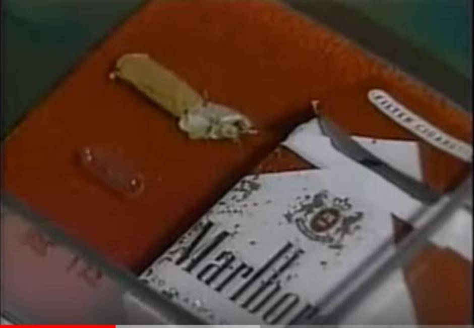 Kutija cigareta i kapsula cijankalija | Author: YouTube screenshot