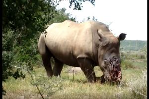 Nosorozima se režu rogovi i onda ih se pušta da uginu
