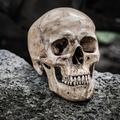 Ljudski ostaci pronađeni u Poljskoj