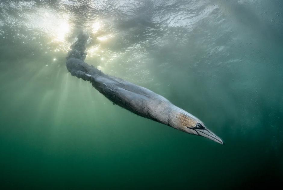  | Author: Foto: Henley Spiers/Bird Photographer of the Year
