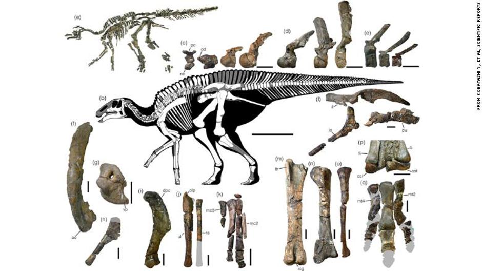 Otkrivena nova vrsta dinosaura | Author: Kobayashi Scinetific Reports