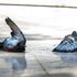 Pigeons cool off in the water at Place Gambetta, in Bordeaux