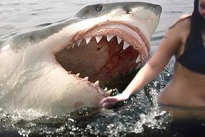 Ilustracija napada morskog psa