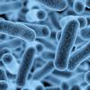 Bkaterije i mikrobi