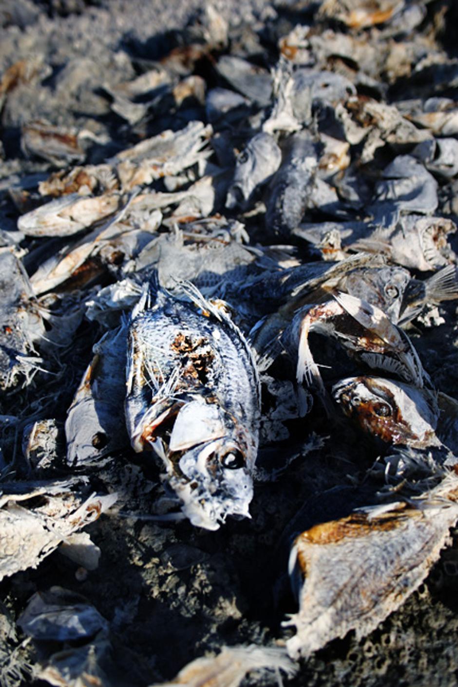 Carcass Beach i Salton Sea | Author: Wikipedia