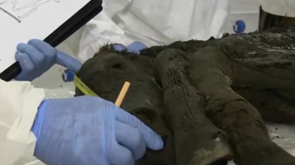 Ždrijebe iz permafrosta starog 40.000 godina, otkriveno u Sibiru