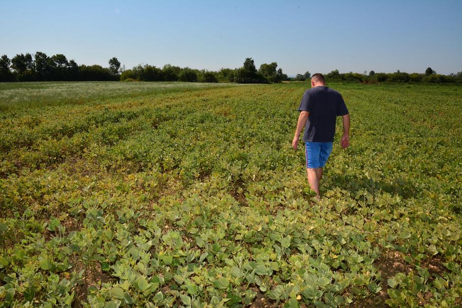 Suše uništavaju poljoprivredu | Author: Ivica Galovic/PIXSELL