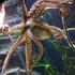 Berlin: Otvorena je izložba Oktopus Hoehle