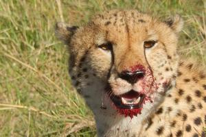 Čita krvavih usta