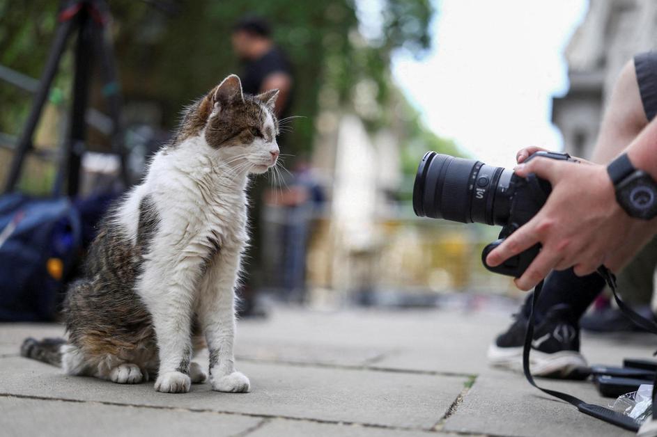 Westminster Scenes