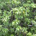 Pisonia - stablo koje ubija ptice