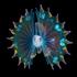 These tiny sea creatures look like they belong on another planet
