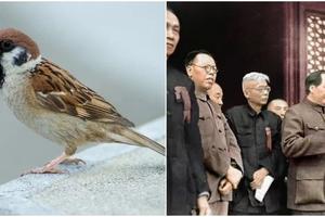 Kineska kampanja ubijanja vrabaca