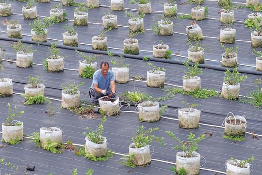 Farmers tend potted blueberry plants in east China's Zhejiang
