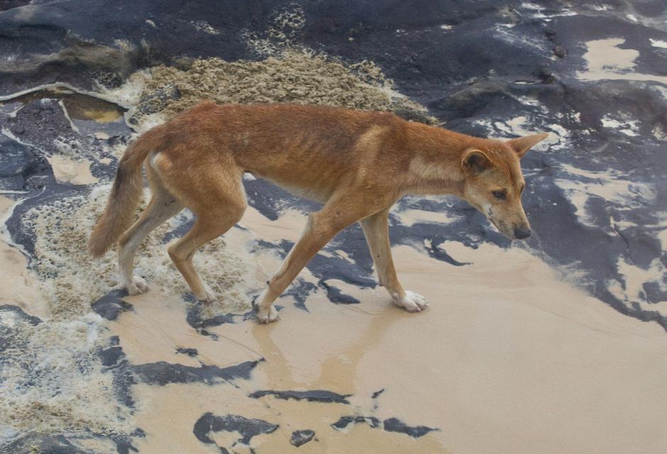 Dingo | Author: Wikipedia