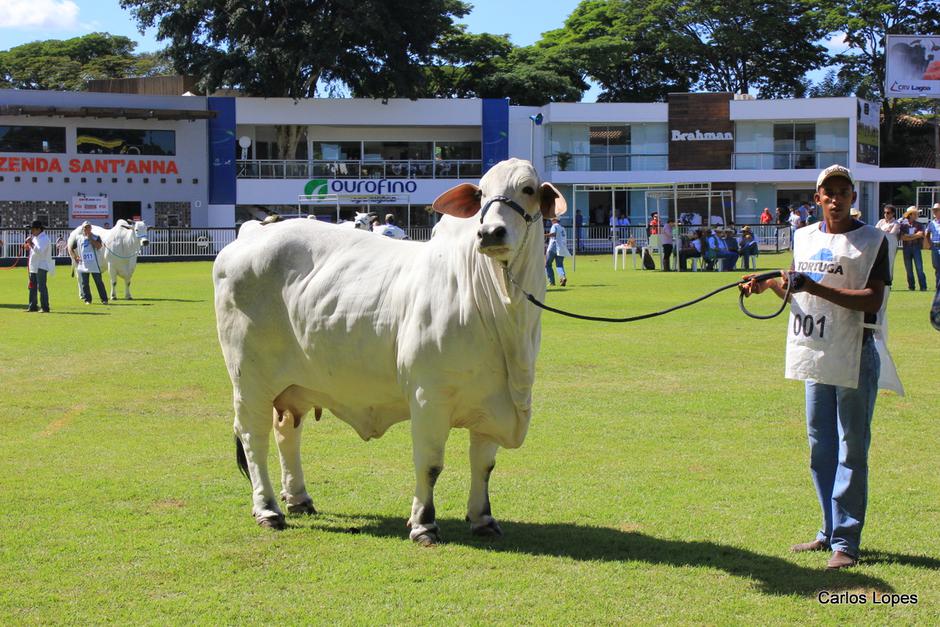 ExpoZebu, sajam brazilskih goveda | Author: Carlos Lopes/ CC BY-SA 2.0