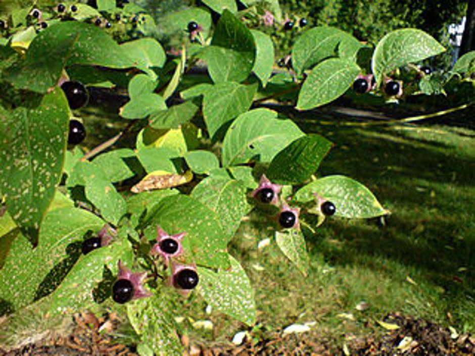 Otrovne bobice biljke velebije | Author: Wikimedia Commons