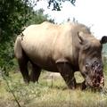Nosorozima se režu rogovi i onda ih se pušta da uginu
