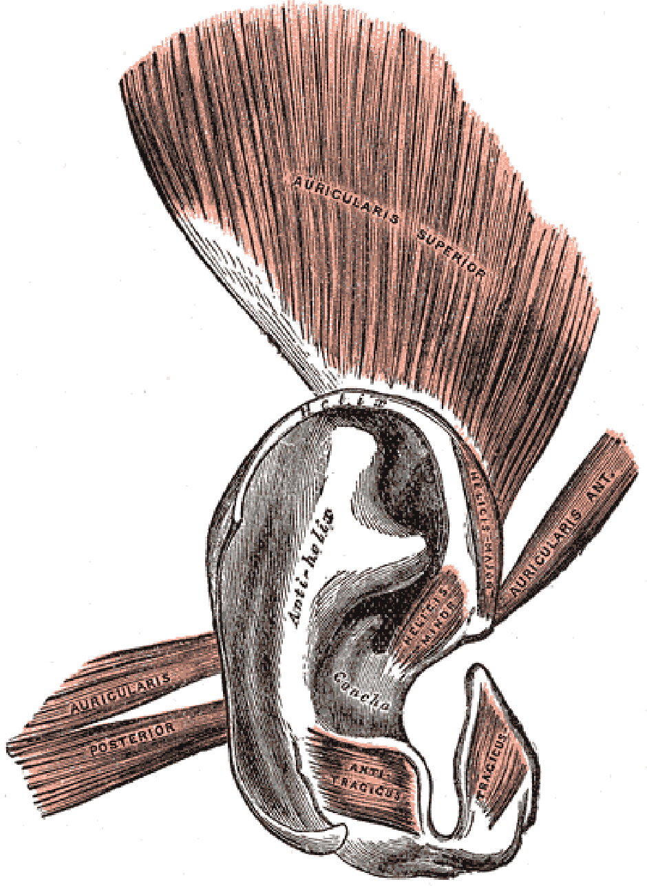 Vanjski mišići uha | Author: Wikimedia Commons