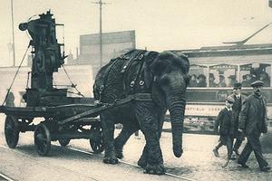 Slon u Prvom svjetskom ratu