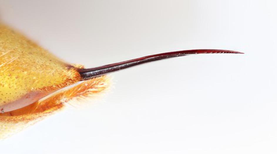 Hornet eating fogs unaffected by stings