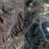 A combination picture shows satellite images over Fordow underground complex, before and after the U.S. struck the underground nuclear facility, near Qom