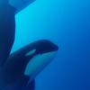 Otkrivena nova vrsta kitova ubojica