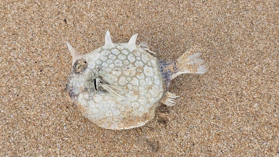 ‘Over 100’ surfers fall ill after disgusting foam blankets popular beaches | Author: Profimedia