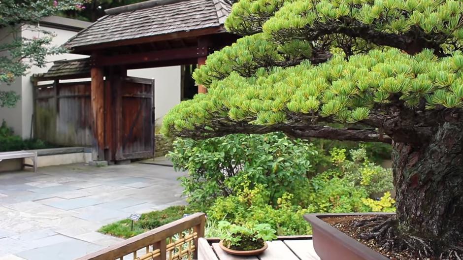 "Yamakijev bonsai bor" u državi Washington, zasađen 1625., preživio Hirošimu | Author: YouTube