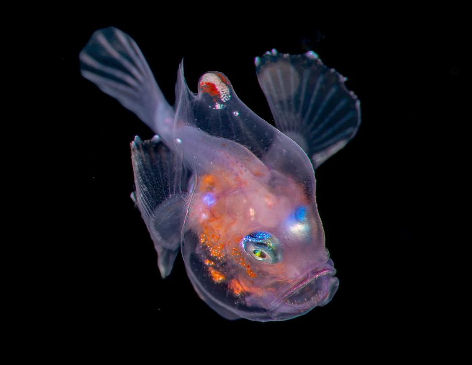 These tiny sea creatures look like they belong on another planet | Author: 