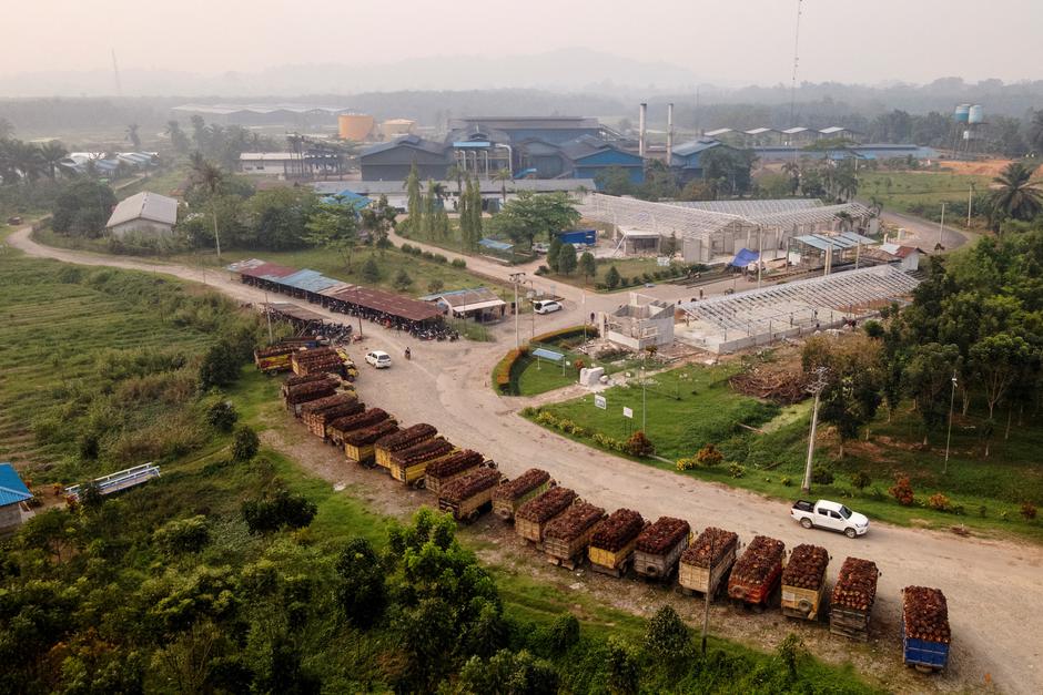 Drought cuts off Indonesia's palm oil river route, leaving fruit to rot | Author: Soepriyadi Gunawan
