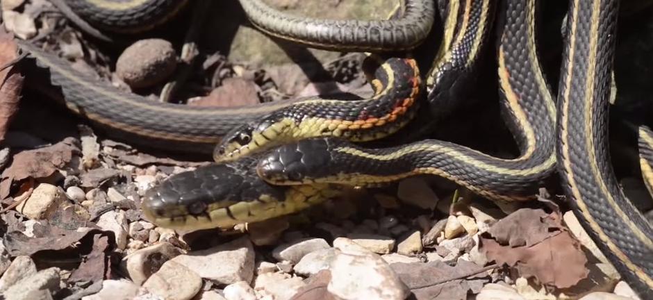 Leglo zmija u Kanadi | Author: Screenshot National Geographic/YouTube