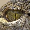 Oko krokodila