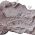 Dvonoga prazmija Najash, fosili stari 100 milijuna godina