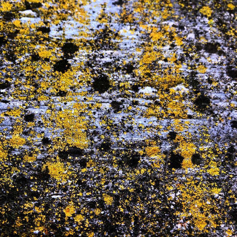  | Author: Mario Lalich