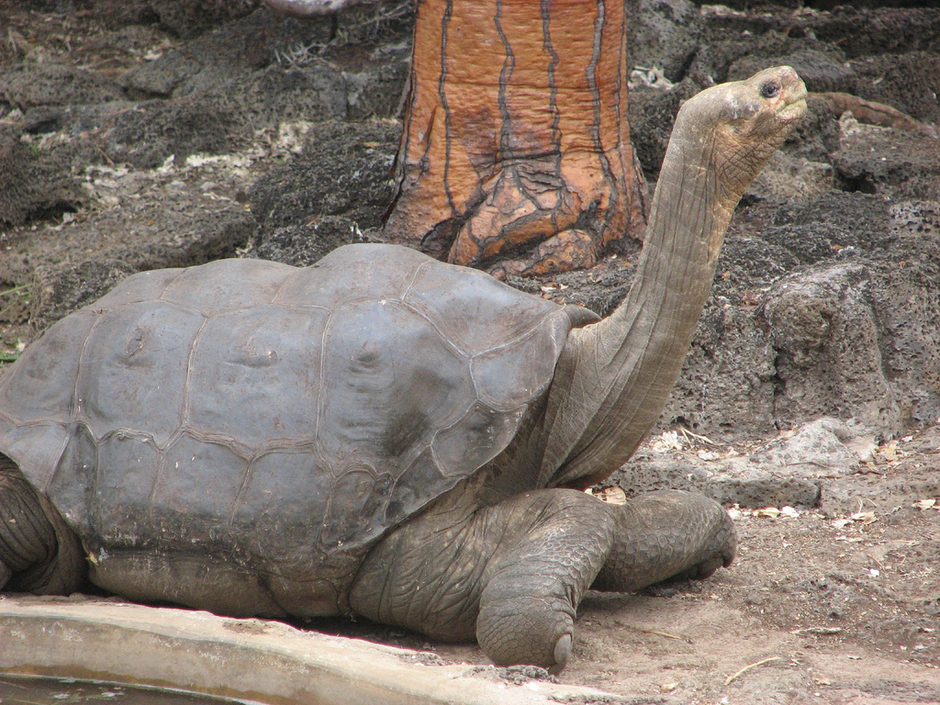 Lonesome George kornjača | Author: wikipedia