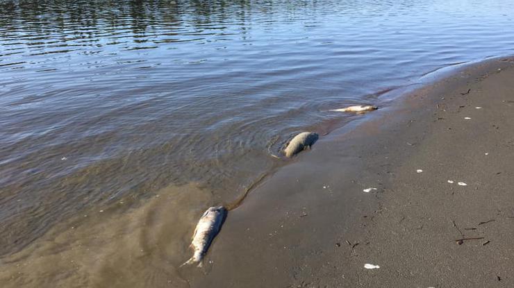 Pomor lososa na Aljasci