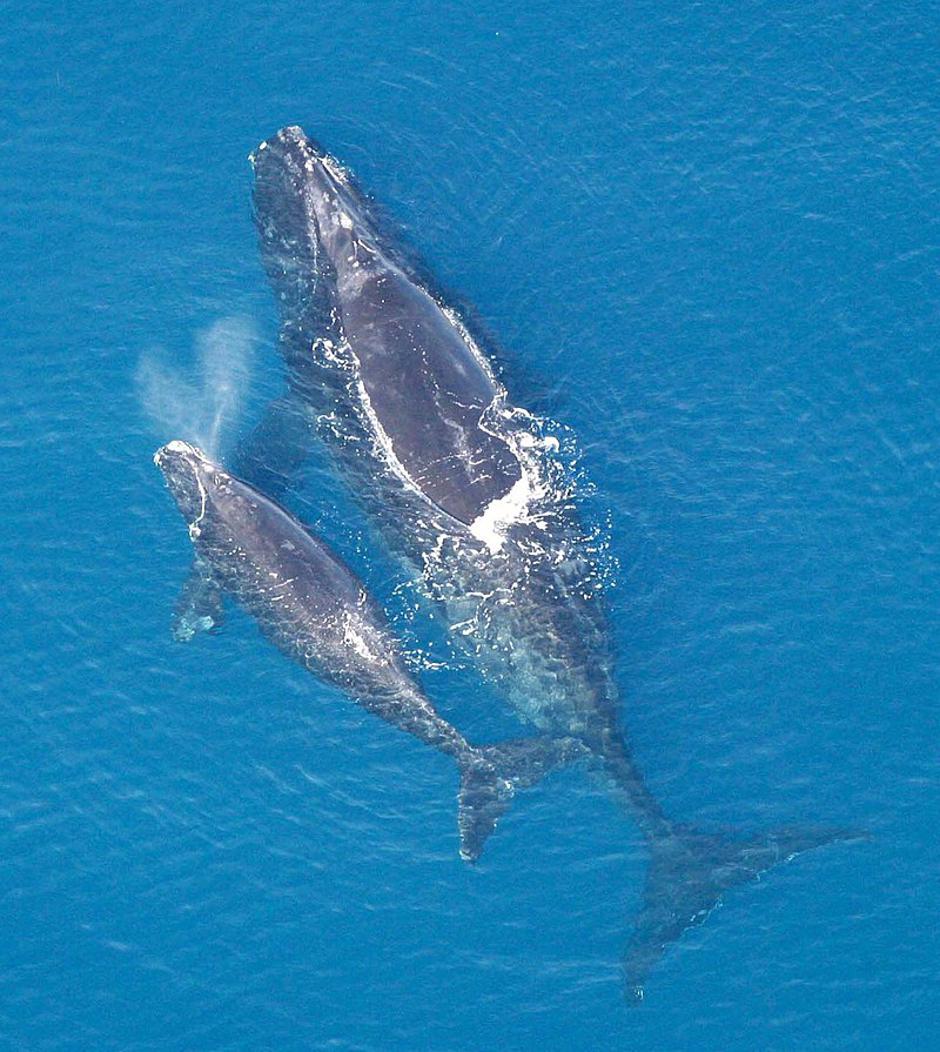 Sjevernoatlantski kit | Author: Wikipedia
