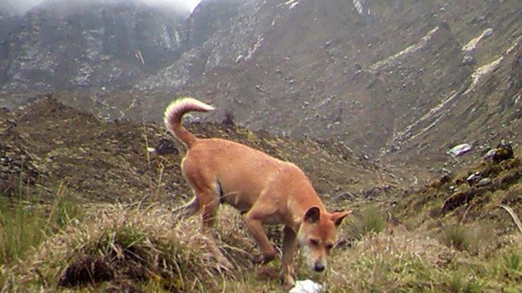 Novogvinejski goranski psi